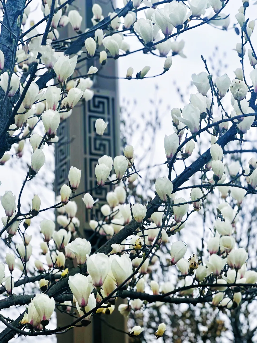 春日預(yù)報(bào)！漢臺(tái)街頭一大波花卉強(qiáng)勢(shì)來(lái)襲