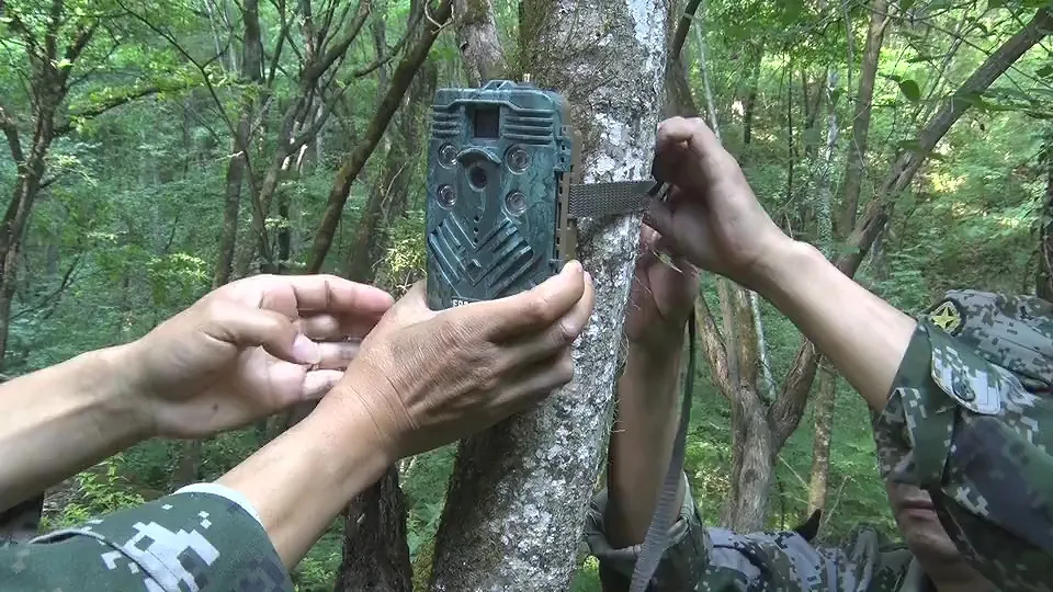 17只羚牛首度同框！揭秘秦嶺24小時→