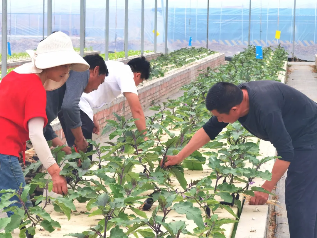 滿格電結(jié)出漢臺(tái)農(nóng)業(yè)“致富果”