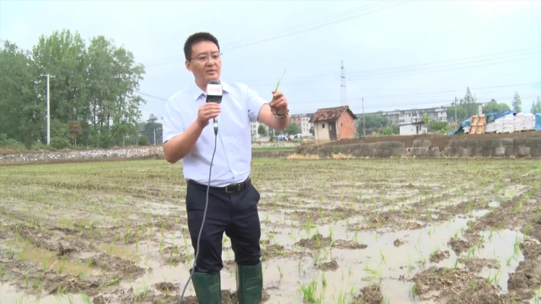 漢臺(tái)：“秧”不誤時(shí) “水”盡其用，科學(xué)守護(hù)“糧袋子”