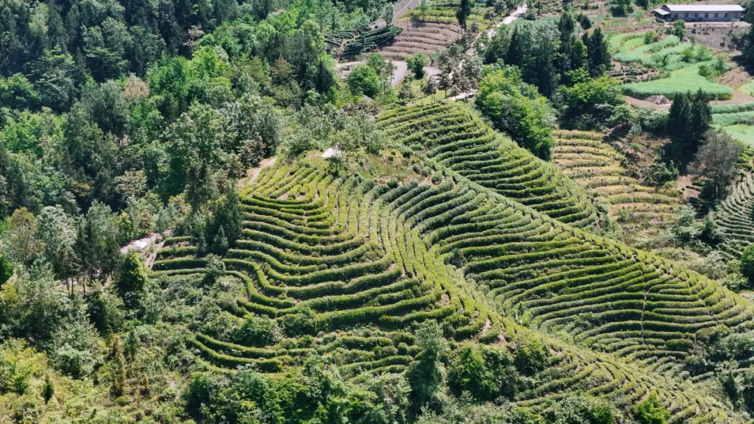 西鄉(xiāng)縣高川鎮(zhèn)第三屆“生態(tài)茶鄉(xiāng)·高川味道”茶事活動(dòng)精彩紛呈！
