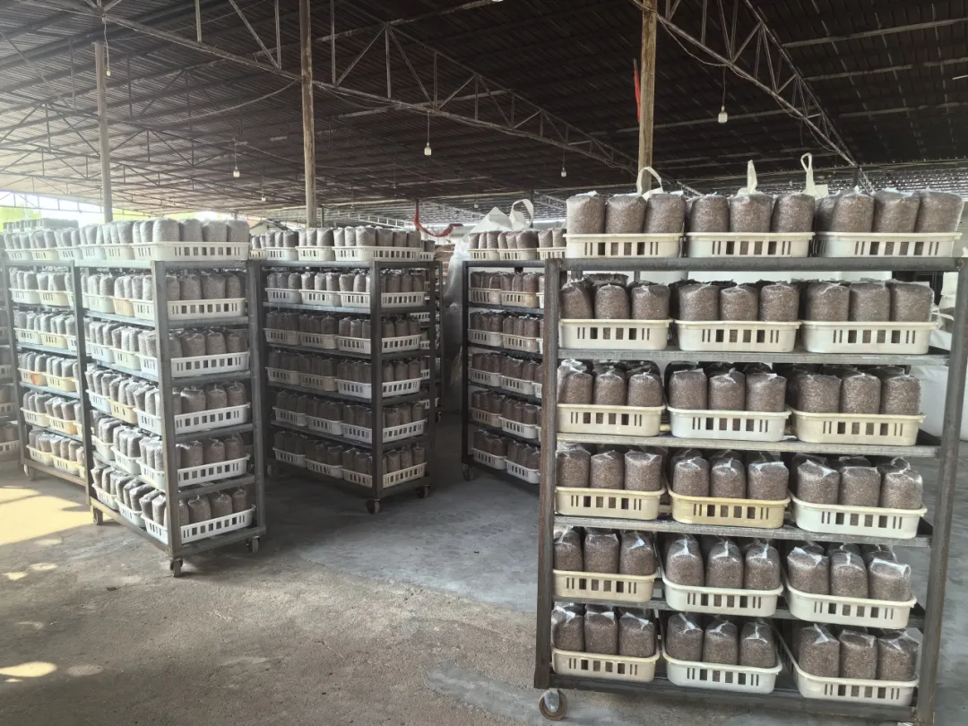 全省中藥材良種繁育基地！漢臺一企業(yè)入選！