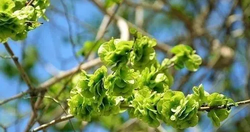 賞春花，吃春菜，把春天“吃進(jìn)肚子”