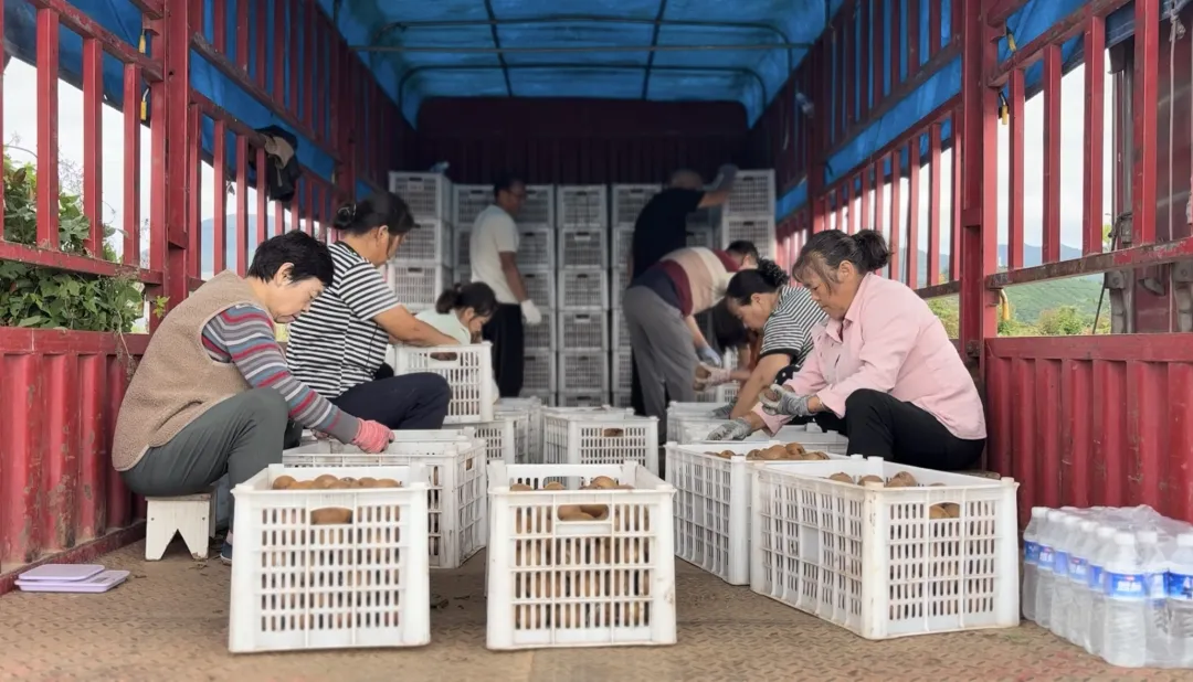 總產(chǎn)值破40億！漢中果業(yè)成農(nóng)戶甜蜜事業(yè)