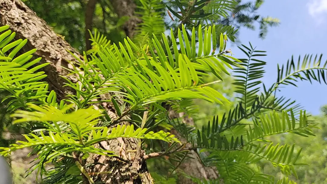 17只羚牛首度同框！揭秘秦嶺24小時→