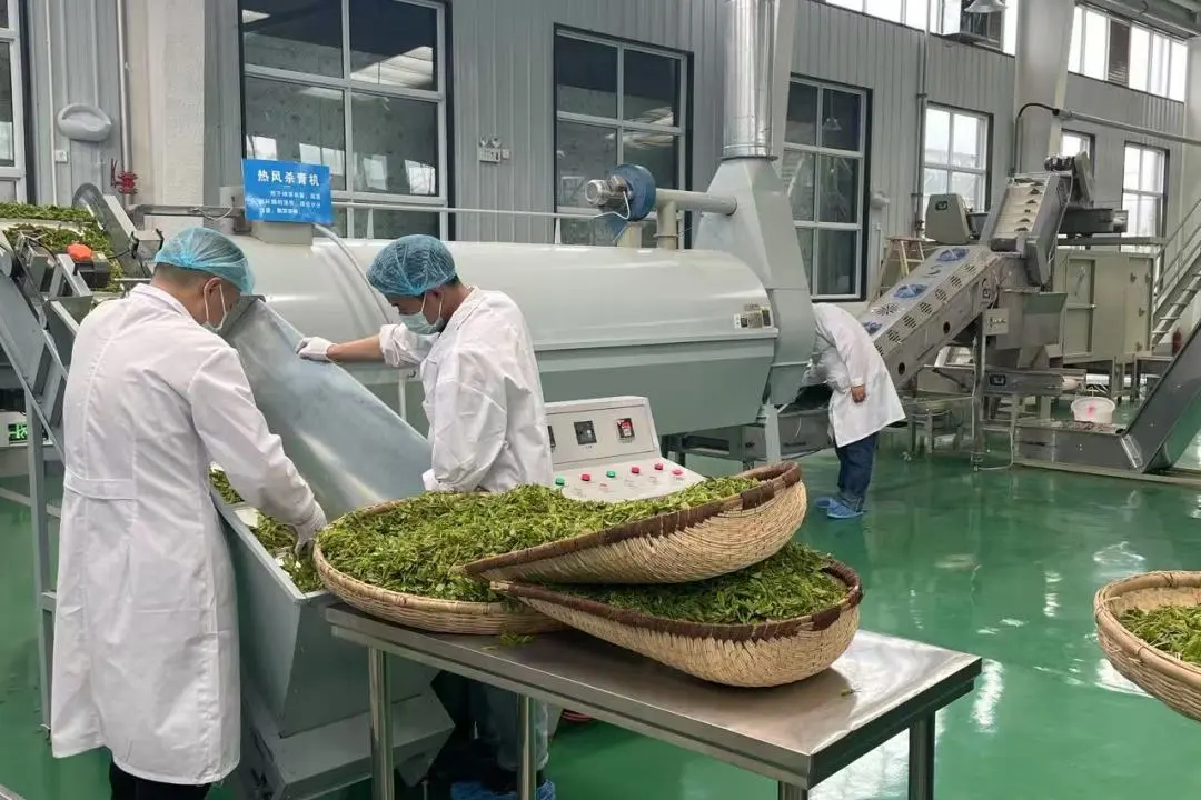 訂單接到手軟！漢中茶界“黑馬”逆襲→