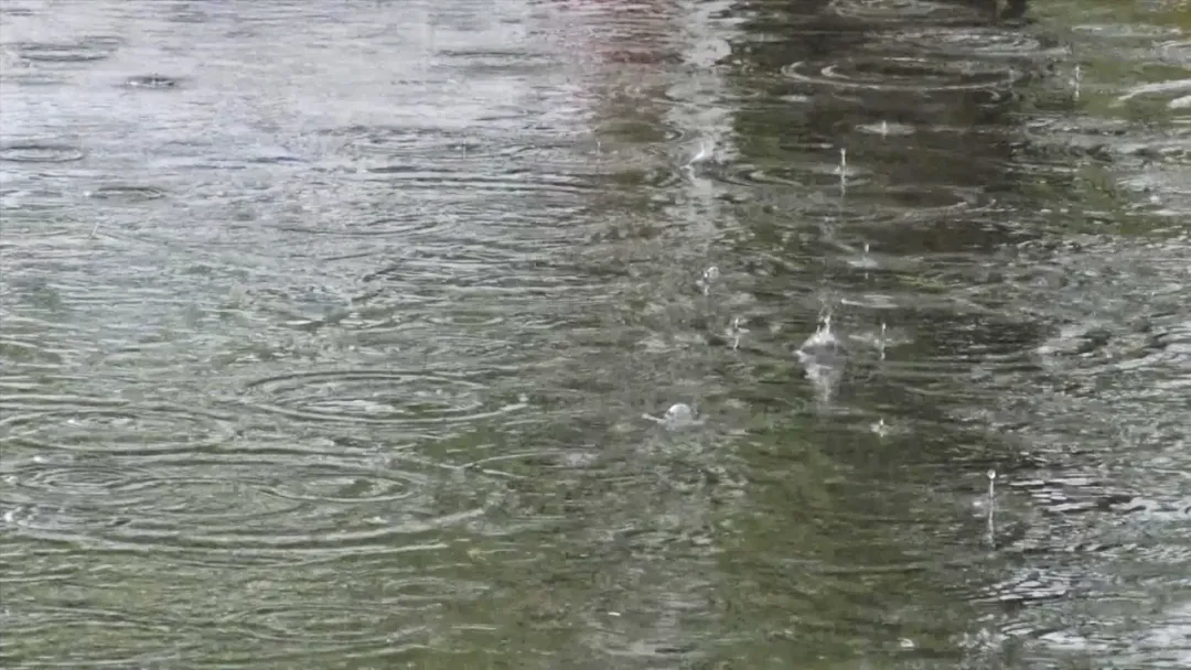 漢臺(tái)：“秧”不誤時(shí) “水”盡其用，科學(xué)守護(hù)“糧袋子”