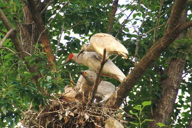 罕見！一對朱鹮夫婦養(yǎng)育“四胞胎”孩子