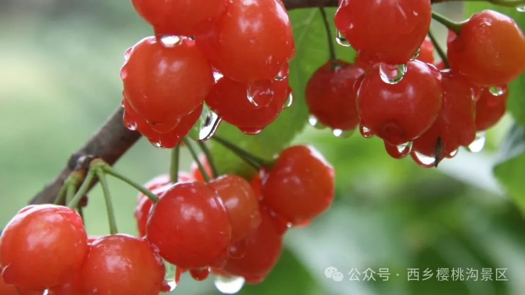“櫻”你而來，“桃”你歡喜！西鄉(xiāng)櫻桃即將上市！