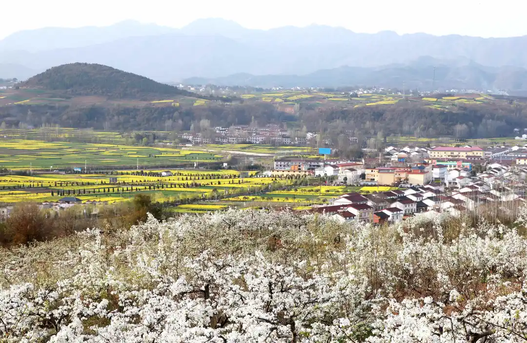 央視鏡頭對(duì)準(zhǔn)漢中！解鎖朱鹮故鄉(xiāng)鄉(xiāng)村振興的“生態(tài)密碼”→