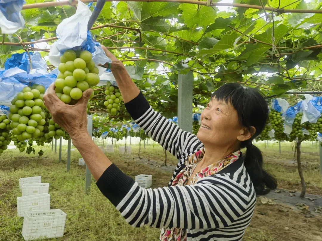 總產(chǎn)值破40億！漢中果業(yè)成農(nóng)戶甜蜜事業(yè)