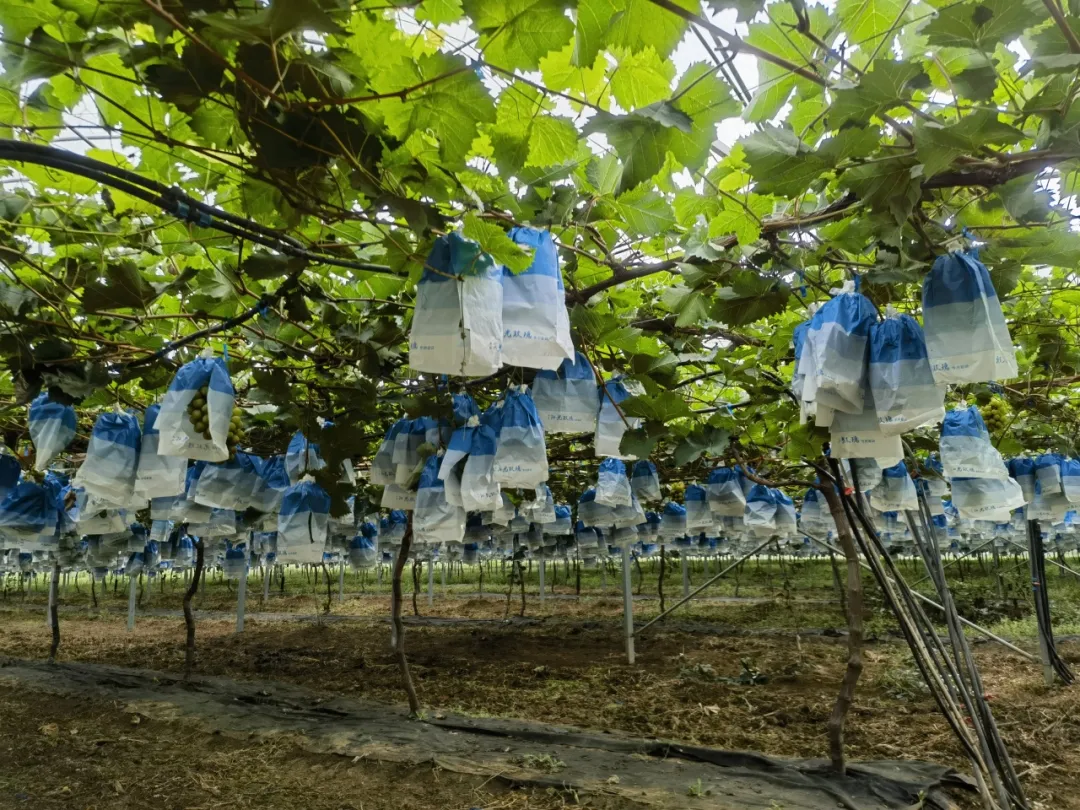 總產(chǎn)值破40億！漢中果業(yè)成農(nóng)戶甜蜜事業(yè)