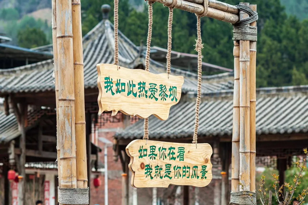 清明打卡黎壩，看《風(fēng)起巴山》，賞限定花海
