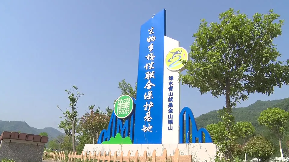 17只羚牛首度同框！揭秘秦嶺24小時→