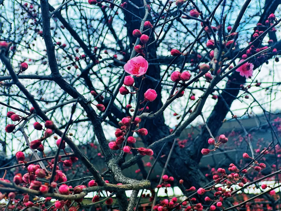 春日預(yù)報(bào)！漢臺(tái)街頭一大波花卉強(qiáng)勢(shì)來(lái)襲