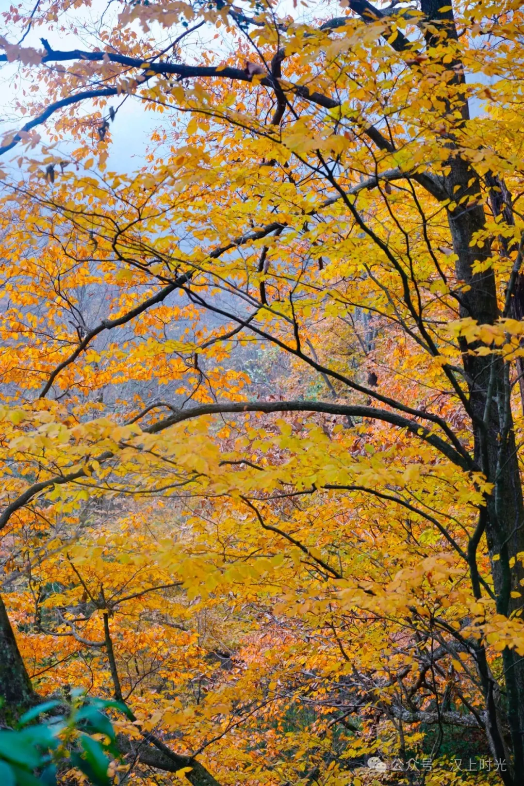 漢中龍頭山：云霧裹著秋景，像是在彩林間畫了層漸變。