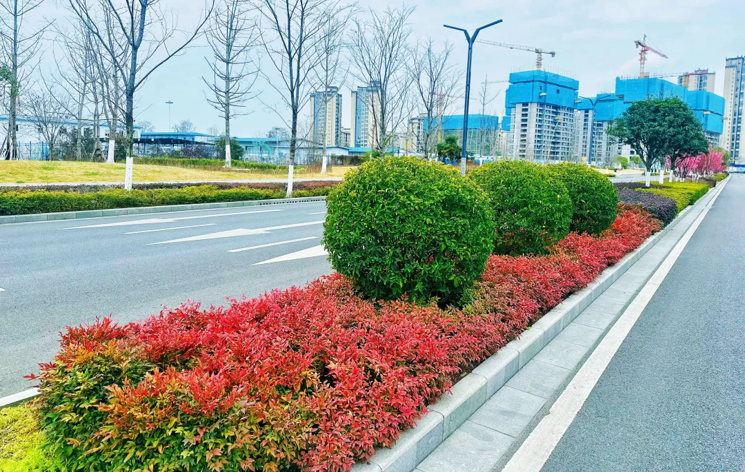 春日預(yù)報(bào)！漢臺(tái)街頭一大波花卉強(qiáng)勢(shì)來(lái)襲