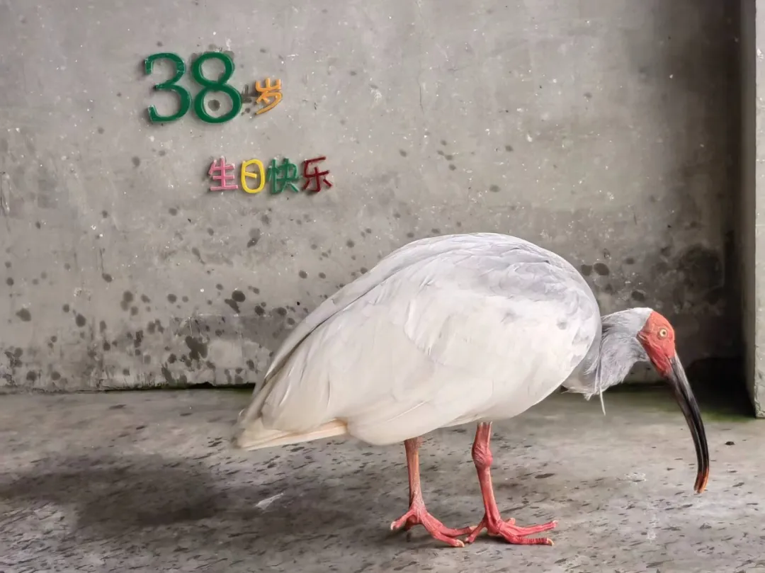今年首只！在漢中破殼！