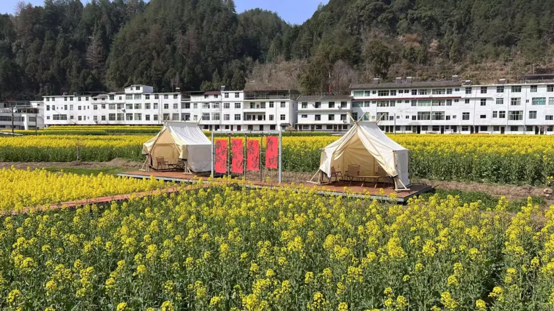 2025漢中鎮(zhèn)巴春日盛宴，解鎖油菜花海文旅新玩法！