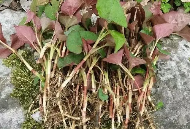 賞春花，吃春菜，把春天“吃進(jìn)肚子”