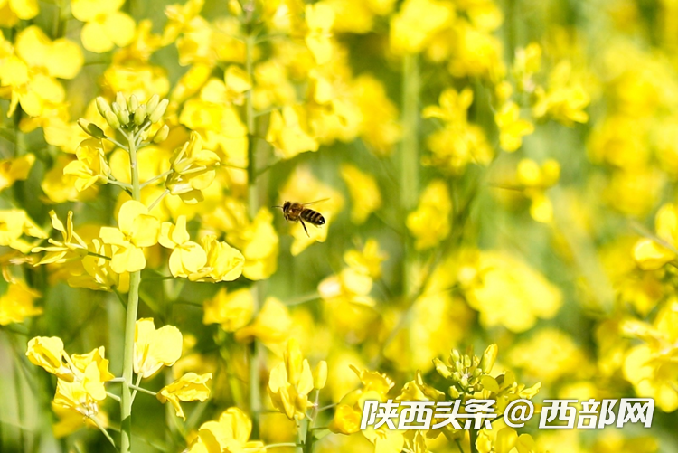生態(tài)高顏值·發(fā)展高質(zhì)量｜油菜花、牡丹花、黑稻田 漢中洋縣有機產(chǎn)業(yè)有自己的“三原色”