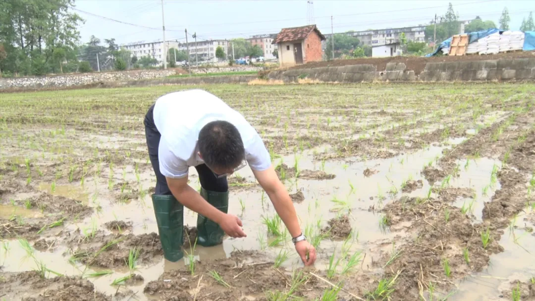 漢臺(tái)：“秧”不誤時(shí) “水”盡其用，科學(xué)守護(hù)“糧袋子”