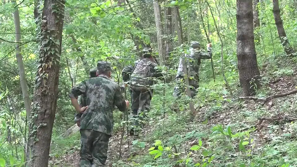 17只羚牛首度同框！揭秘秦嶺24小時→