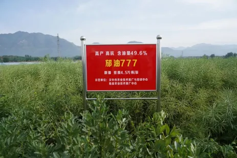 豐收了！豐收了！漢中熱鬧非凡→