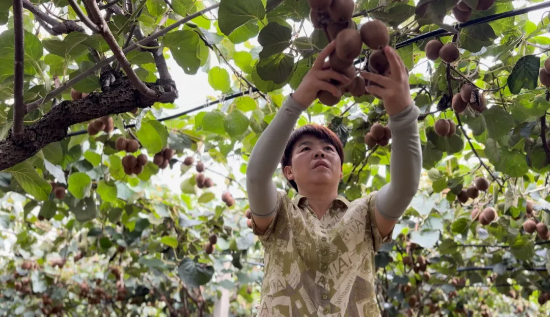 總產(chǎn)值破40億！漢中果業(yè)成農(nóng)戶甜蜜事業(yè)
