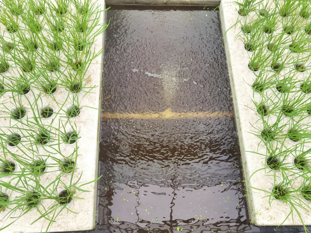 滿格電結(jié)出漢臺(tái)農(nóng)業(yè)“致富果”