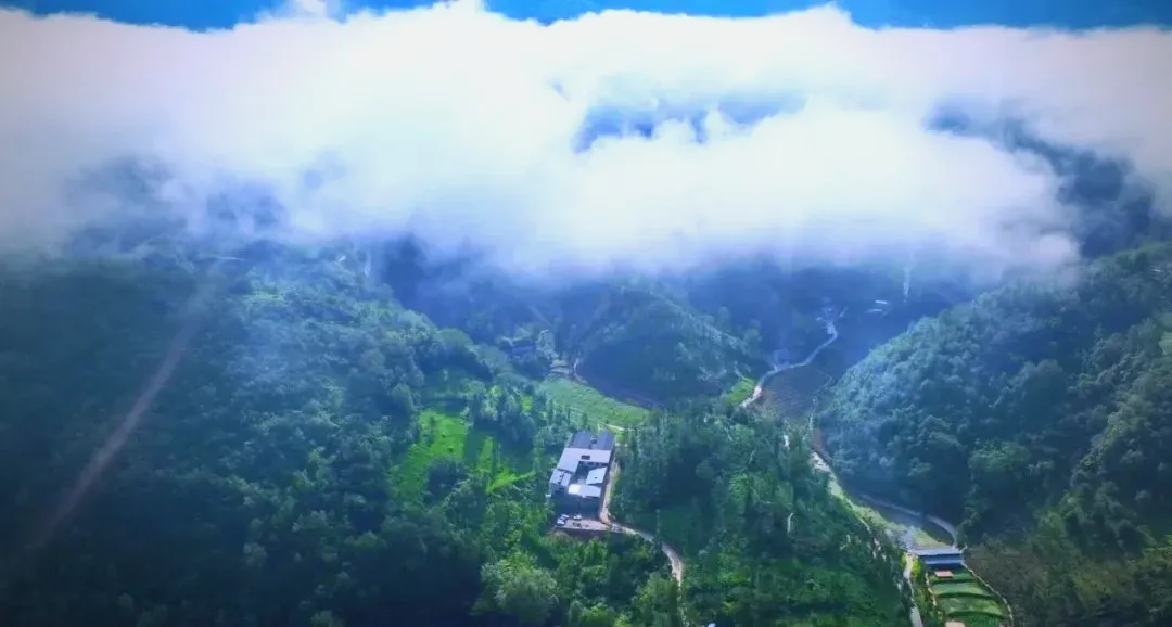 茶旅新地標(biāo)！楮溪源景區(qū)帶你開啟茶旅融合新體驗(yàn)！