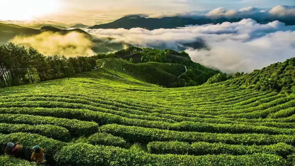 漢中第29個地理標志！超8億元品牌價值