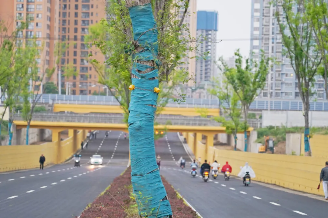 出行方便了！漢中興漢新區(qū)惠府路主車道通車！
