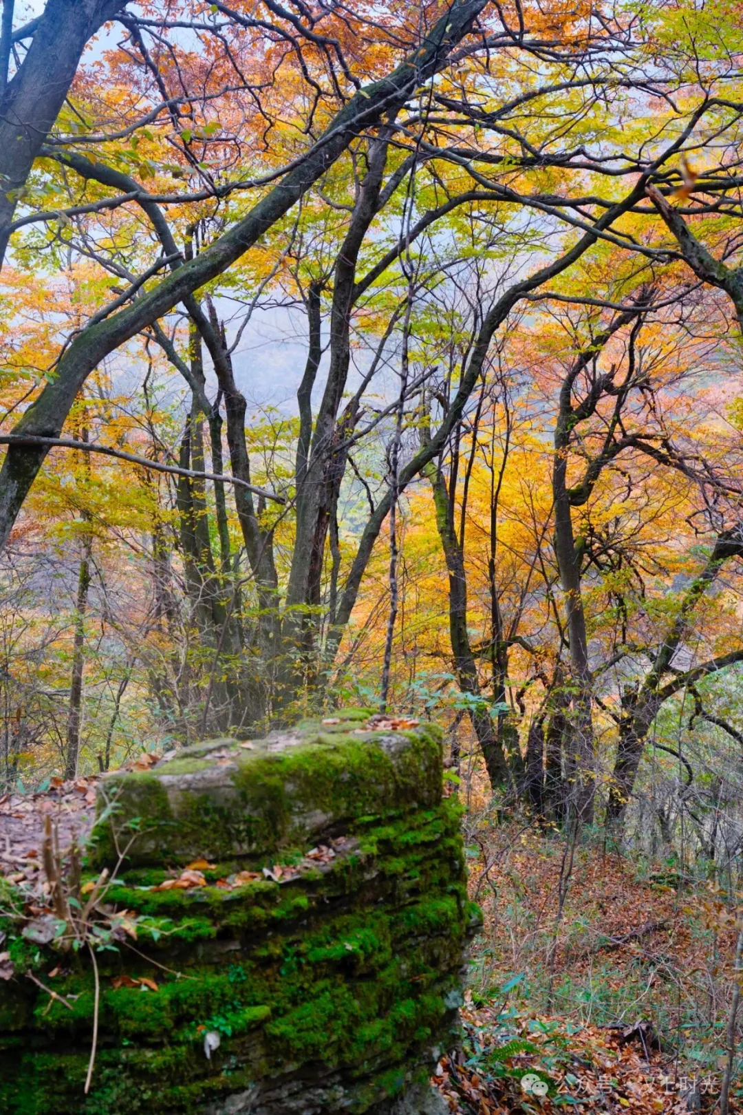 漢中龍頭山：云霧裹著秋景，像是在彩林間畫了層漸變。