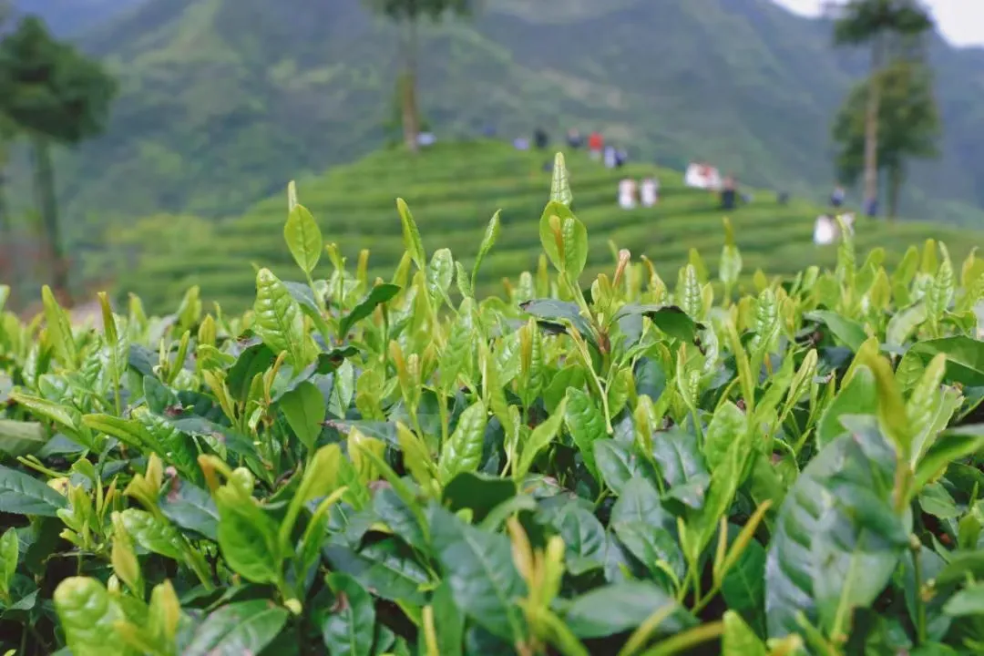 漢中第29個地理標志！超8億元品牌價值