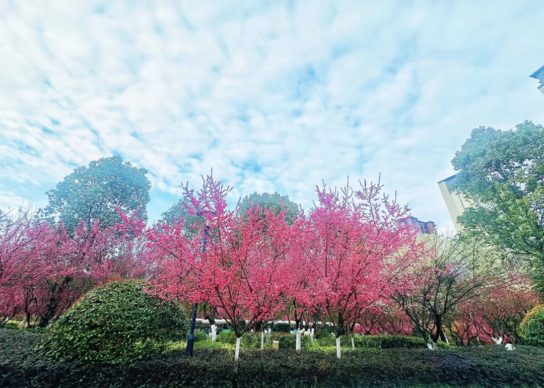 春日預(yù)報(bào)！漢臺(tái)街頭一大波花卉強(qiáng)勢(shì)來(lái)襲