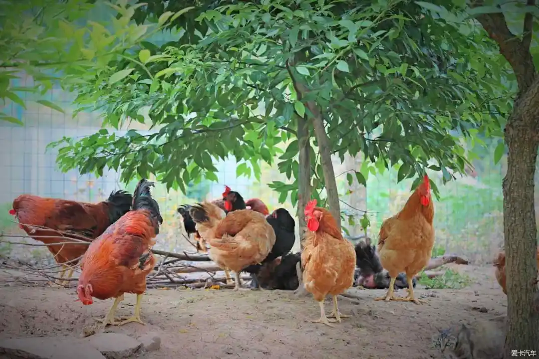 跟著非遺美食游南鄭：酸辣鮮香、肉嫩湯美的泡姜雞。