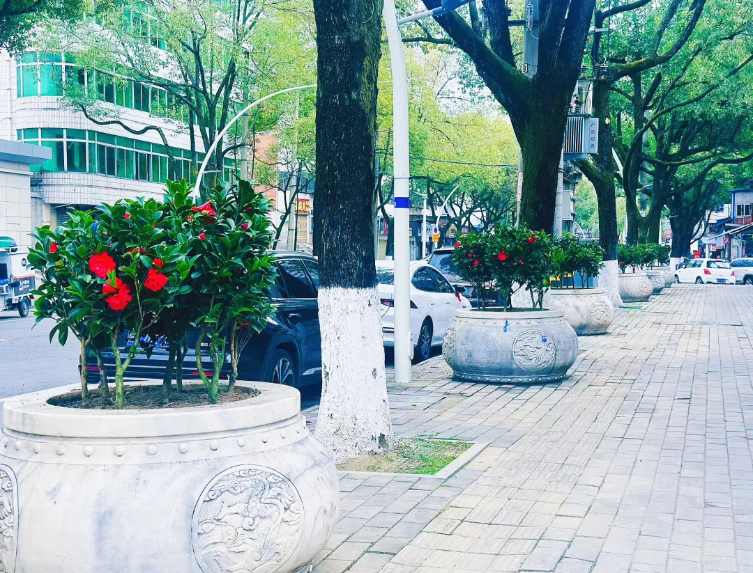 春日預(yù)報(bào)！漢臺(tái)街頭一大波花卉強(qiáng)勢(shì)來(lái)襲
