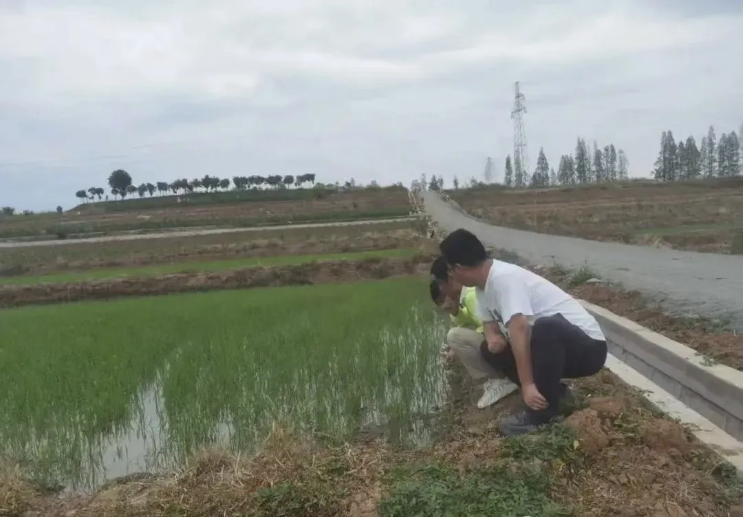 漢臺(tái)：“插管并進(jìn)”助力水稻生產(chǎn)起好步?