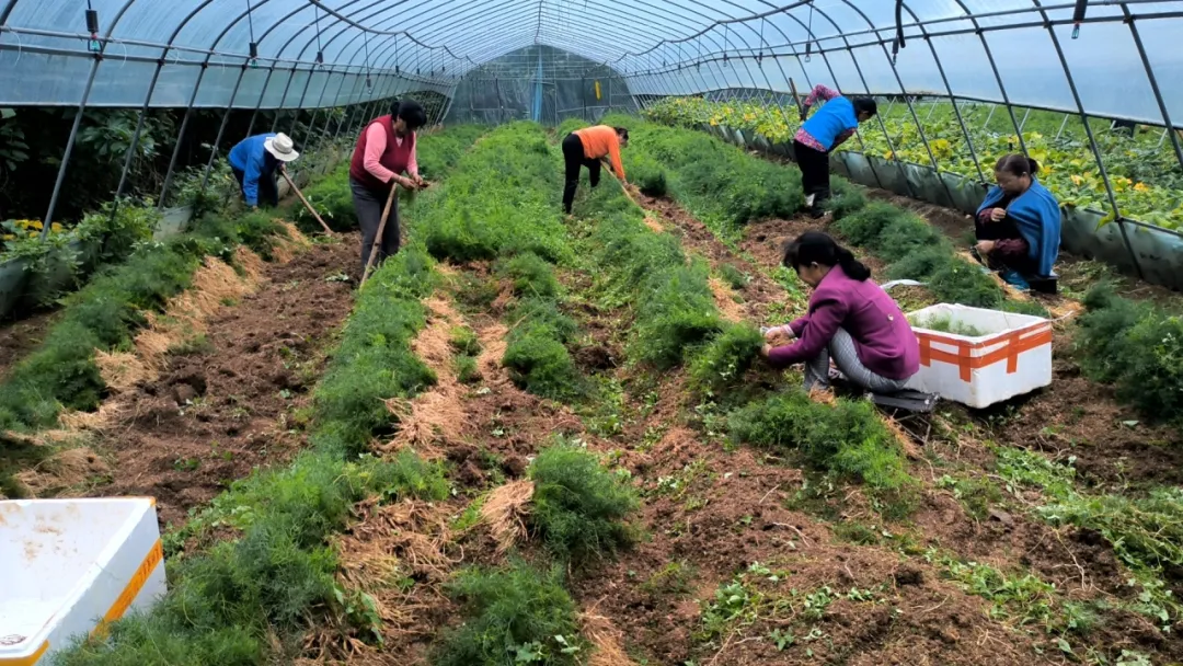 全省中藥材良種繁育基地！漢臺一企業(yè)入選！