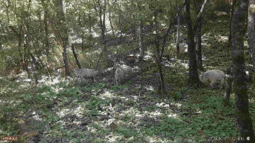 17只羚牛首度同框！揭秘秦嶺24小時→