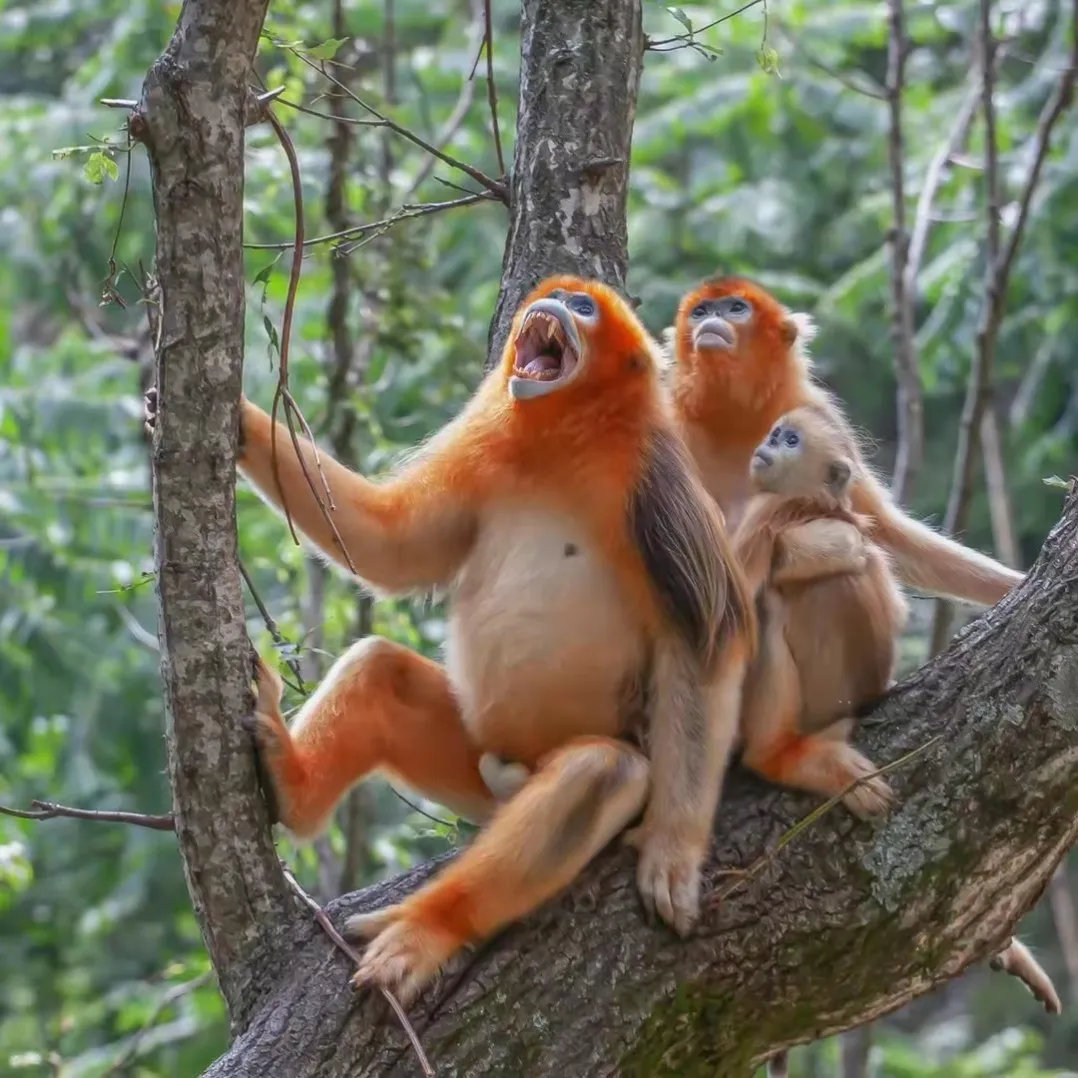 春節(jié)不打烊！熊貓谷驚喜福利陪你過大年！