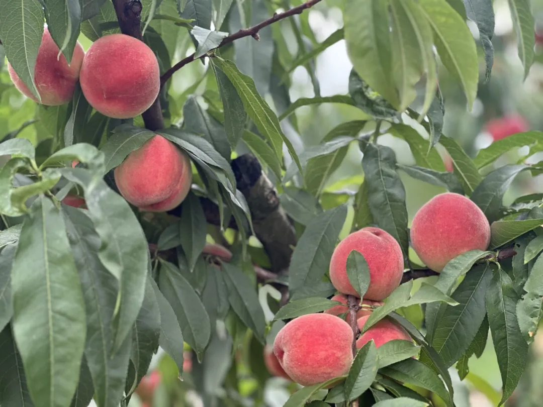 迷上土地里“淘金”！漢臺(tái)村支書(shū)的第二十一次“實(shí)驗(yàn)”→
