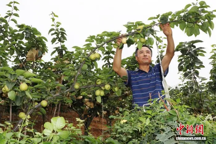 秦嶺腹地的“綠色密碼” 有機(jī)產(chǎn)業(yè)助生態(tài)顏值變經(jīng)濟(jì)產(chǎn)值