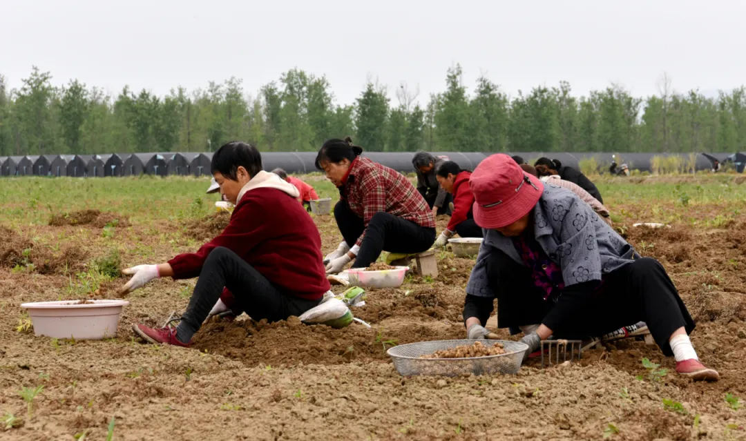 城固縣舉行“元胡之鄉(xiāng)·城固——第二屆元胡集中采挖交易暨現(xiàn)代農(nóng)業(yè)產(chǎn)業(yè)鏈招商專題推介活動(dòng)”