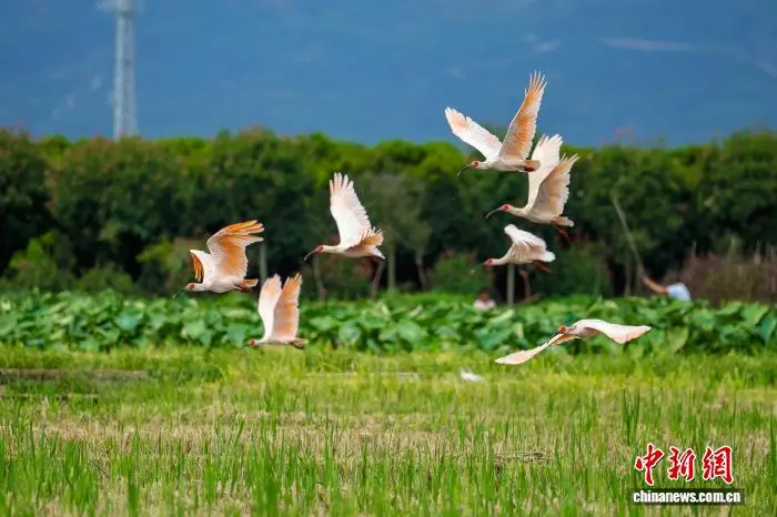秦嶺腹地的“綠色密碼” 有機(jī)產(chǎn)業(yè)助生態(tài)顏值變經(jīng)濟(jì)產(chǎn)值