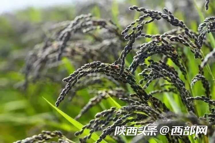 生態(tài)高顏值·發(fā)展高質(zhì)量｜油菜花、牡丹花、黑稻田 漢中洋縣有機產(chǎn)業(yè)有自己的“三原色”