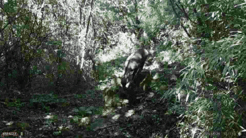 17只羚牛首度同框！揭秘秦嶺24小時→