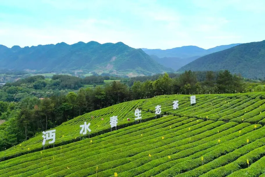 訂單接到手軟！漢中茶界“黑馬”逆襲→