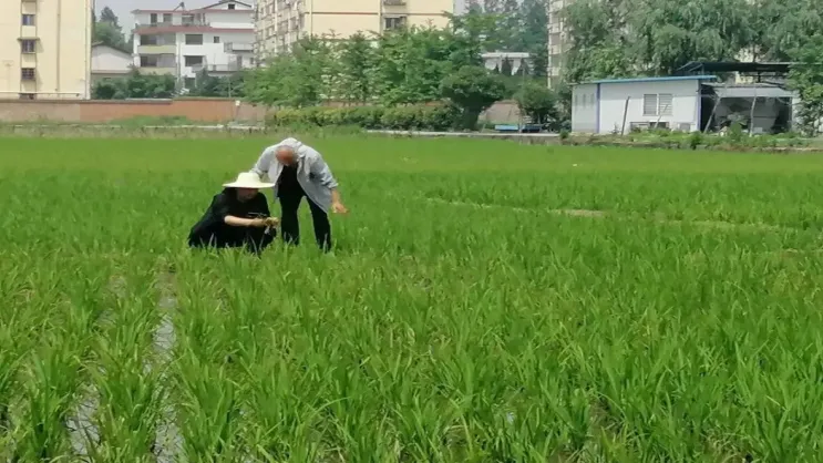 漢臺這個鎮(zhèn)搶夏收 促夏播 奮戰(zhàn)“三夏”正當時